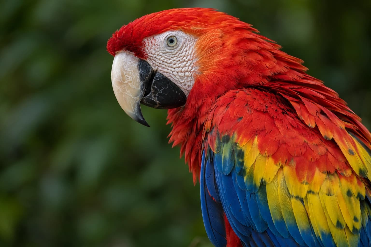 La misma foto del guacamayo después de comprimirla